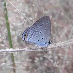 Euchrysops cnejus