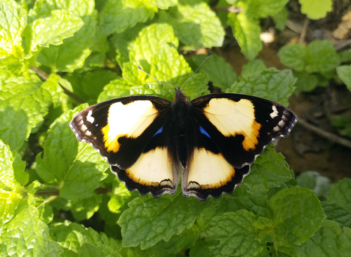 Yellow Pansy