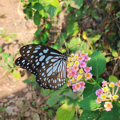 Tirumala limniace