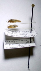 Brachycarenus tigrinus