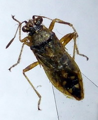 Brachycarenus tigrinus