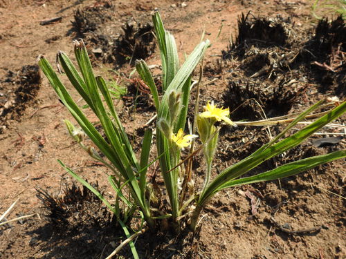 Hypoxis acuminata (Hypoxis acuminata)