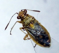 Brachycarenus tigrinus