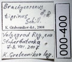 Brachycarenus tigrinus