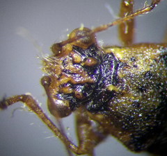 Brachycarenus tigrinus