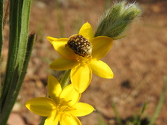 Hypoxis acuminata