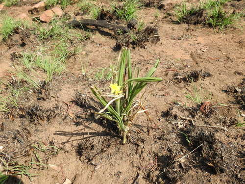 Image of Spiral Stargrass (Hypoxis acuminata) by (c) Matthew Fainman, some rights reserved (CC BY)