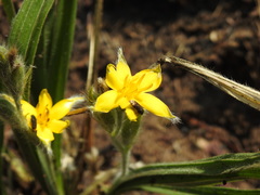 Hypoxis acuminata