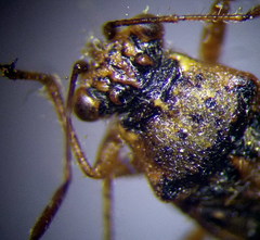 Brachycarenus tigrinus