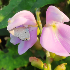 Euchrysops cnejus
