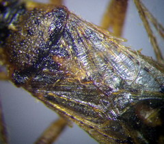 Brachycarenus tigrinus