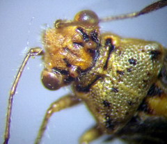 Brachycarenus tigrinus