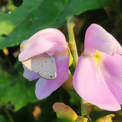 Euchrysops cnejus