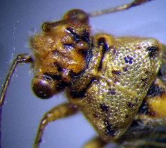 Brachycarenus tigrinus