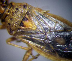 Brachycarenus tigrinus