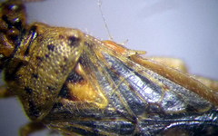 Brachycarenus tigrinus