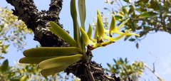 Cyrtorchis arcuata arcuata