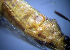 Brachycarenus tigrinus