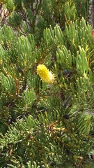 Leucadendron nobile