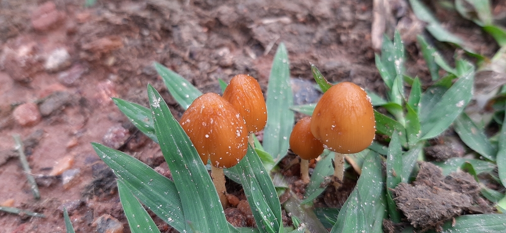 Conocybe tenera · November 2020 · photo: © yoannisd (iNaturalist, cc-by)