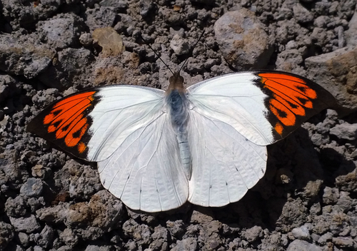 Great Orange Tip