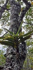Cyrtorchis arcuata arcuata