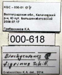 Brachycarenus tigrinus