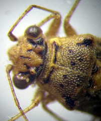 Brachycarenus tigrinus