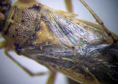 Brachycarenus tigrinus