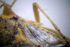 Brachycarenus tigrinus