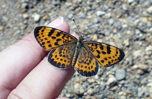 Melitaea yuenty