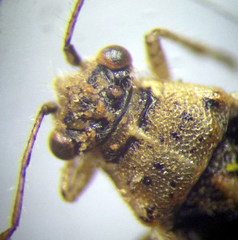 Brachycarenus tigrinus