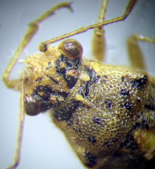 Brachycarenus tigrinus