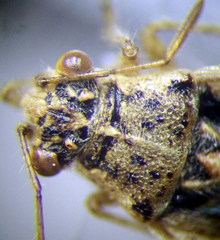Brachycarenus tigrinus