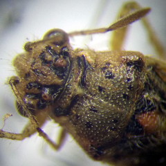 Brachycarenus tigrinus