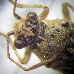 Brachycarenus tigrinus