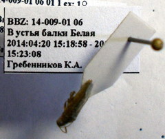 Brachycarenus tigrinus