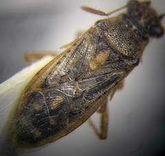 Brachycarenus tigrinus