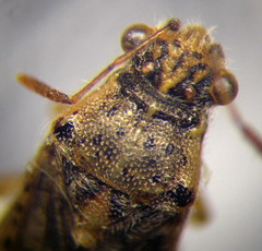 Brachycarenus tigrinus