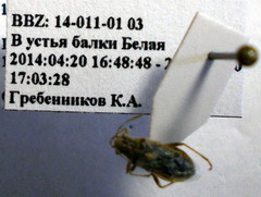 Brachycarenus tigrinus