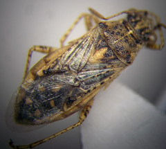 Brachycarenus tigrinus