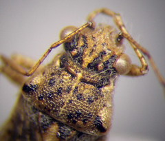 Brachycarenus tigrinus