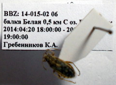 Brachycarenus tigrinus