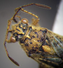 Brachycarenus tigrinus
