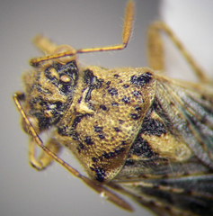 Brachycarenus tigrinus