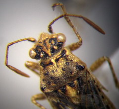 Brachycarenus tigrinus