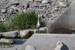 Ardea cinerea