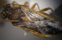 Brachycarenus tigrinus