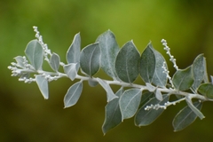 Acacia podalyriifolia