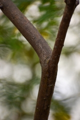 Acacia podalyriifolia